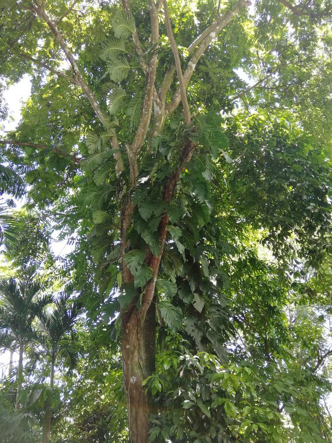 Hospedaje El Bosquecito อูวีตา ภายนอก รูปภาพ